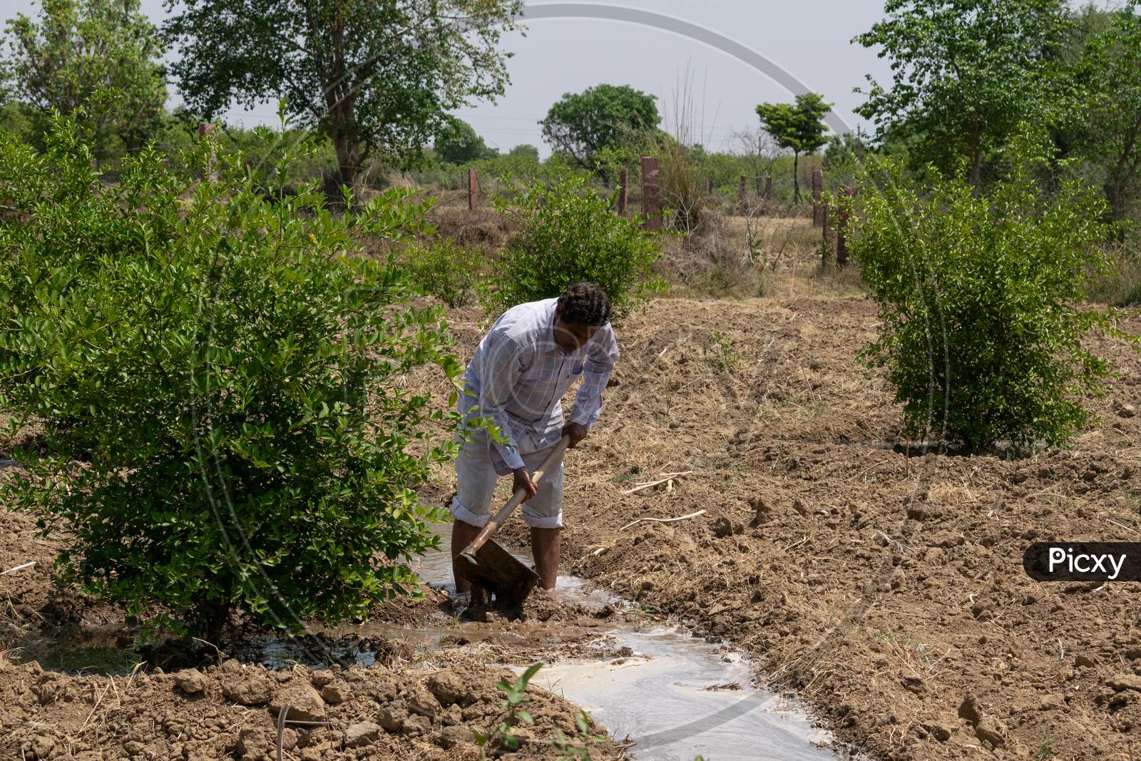 A farmer watering lemon garden at his farm during a bright sunny day using a spade