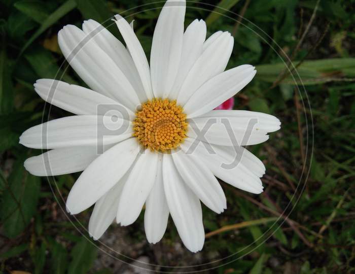 This is very beautiful white and yellow mix petal flower.