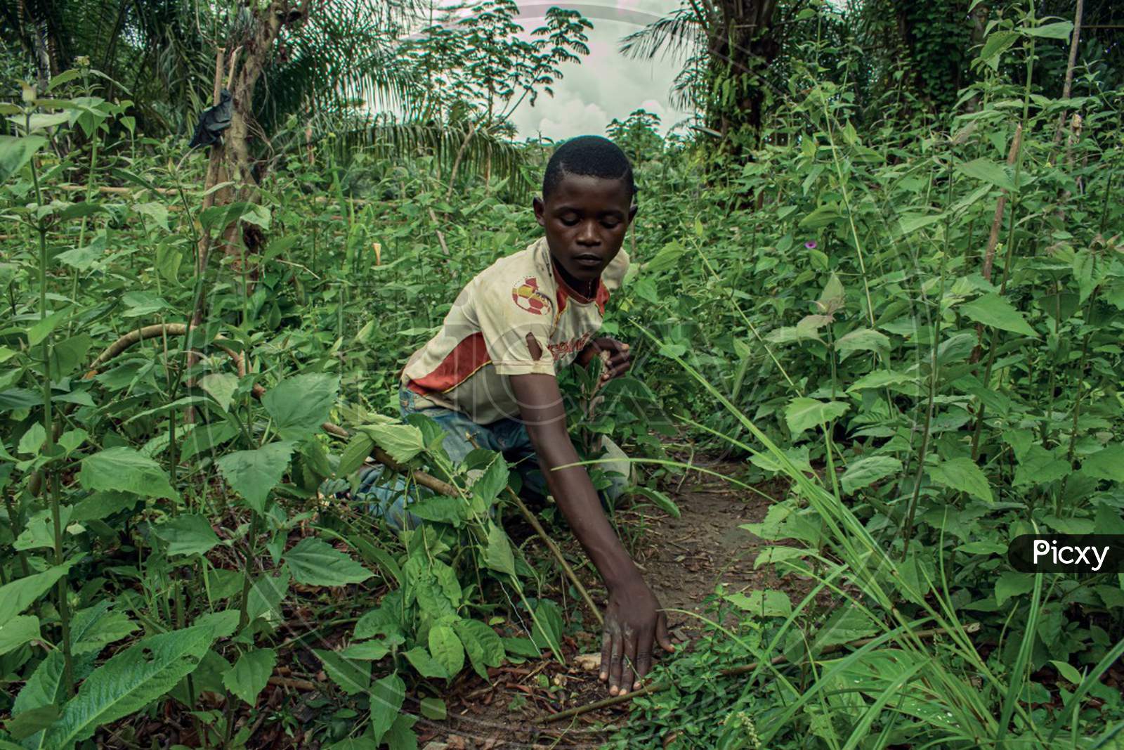 A Pygmy from East of Cameroon setting up a trap for rat mole, or porcupine, Little boy in a bush