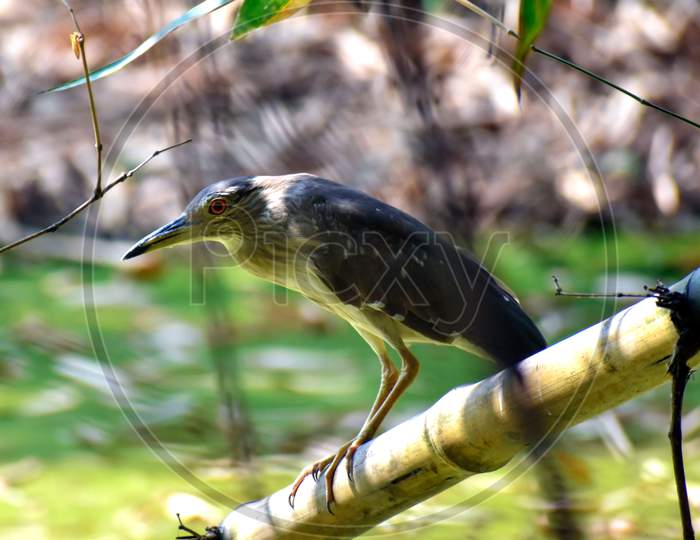 The striated heron (Butorides striata) also known as mangrove heron