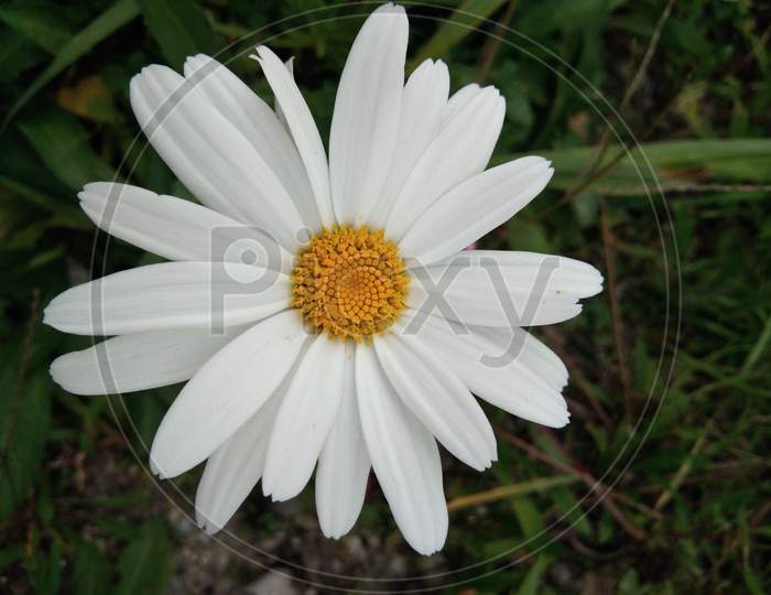 The very beautiful flower.