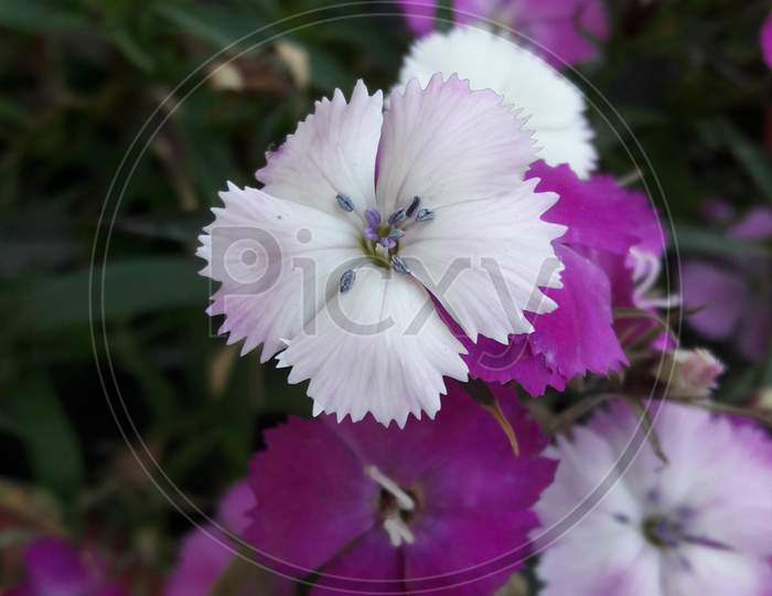 Dianthus purple flower.