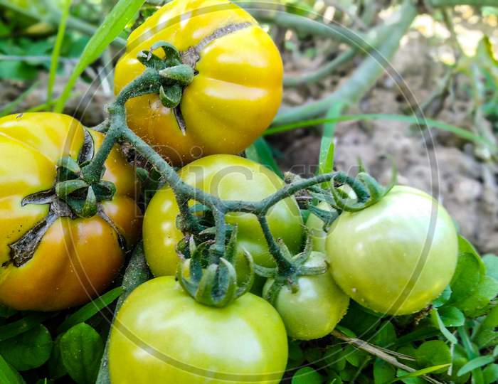 Tomato farming in the agricultur field