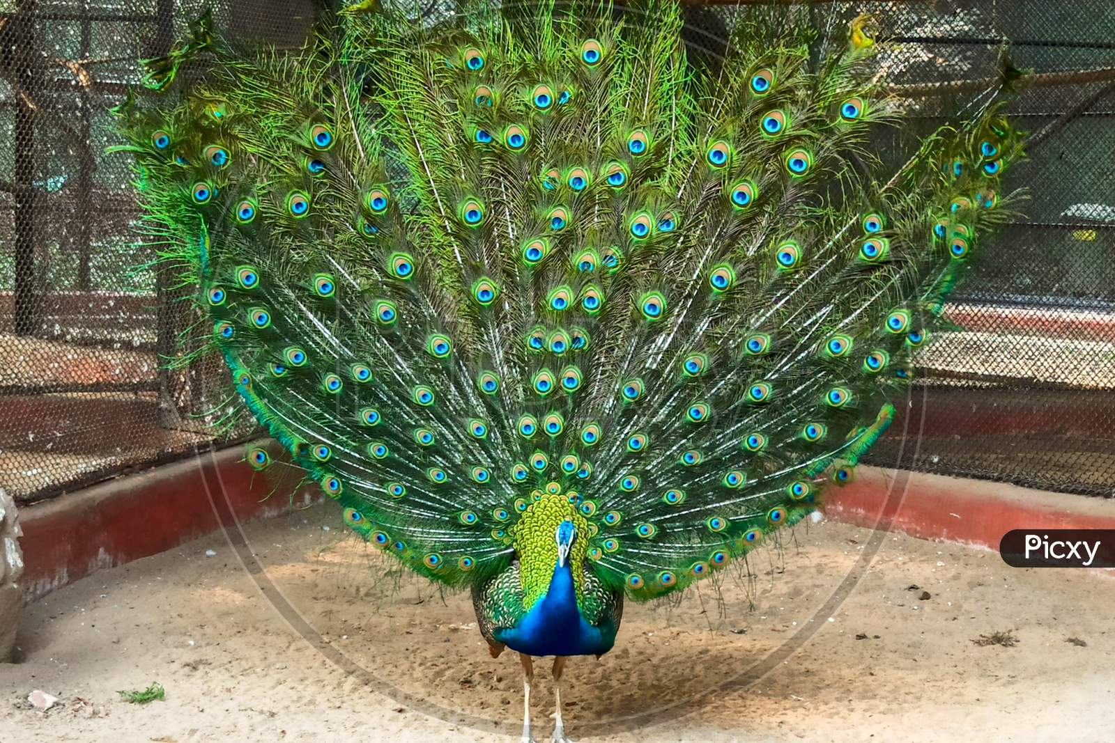 Colorful peacock exhibiting at the zoo in Salvador Bahia, Brazil
