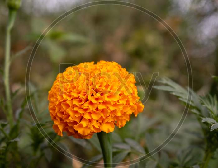 marigold flower in a garden
