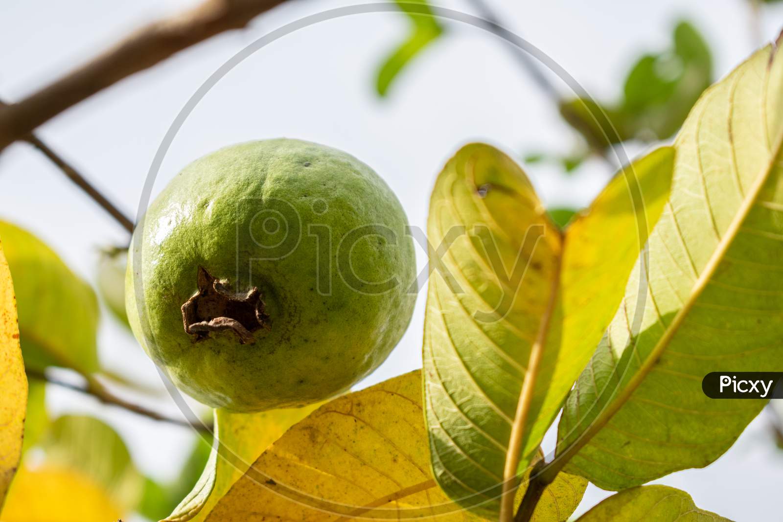 guavas on a guava's tree
