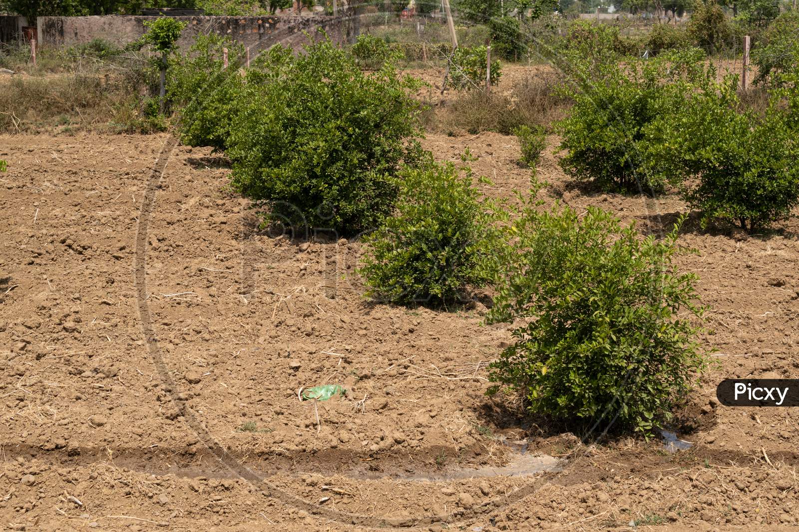 irrigation or watering of the lemon plants in the garden at a farm