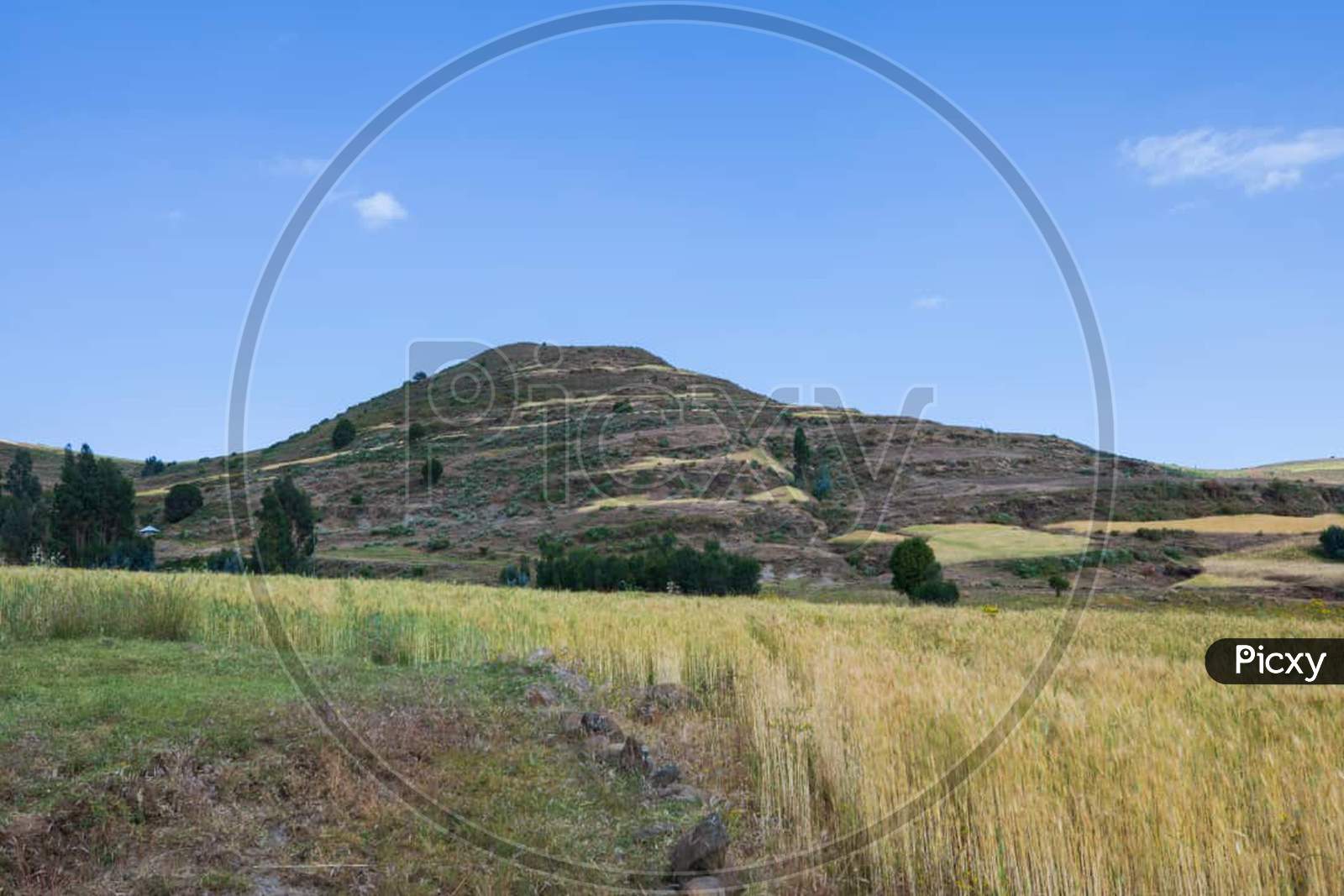 Hill on grass barley field