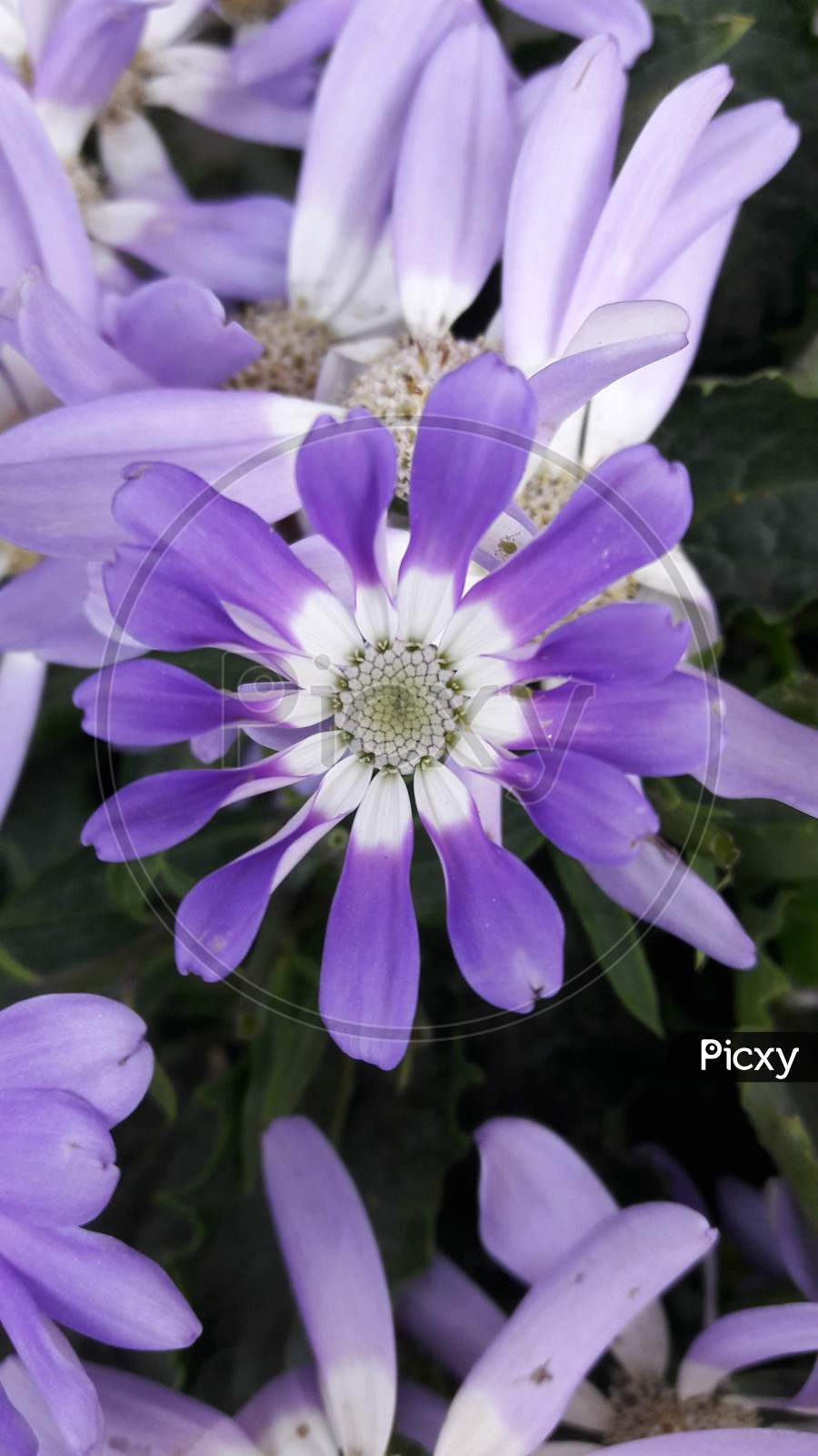 Pericallis flower