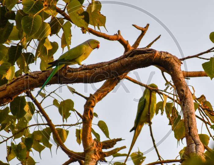 In the golden light of the afternoon, two parrots are sitting on a banyan tree