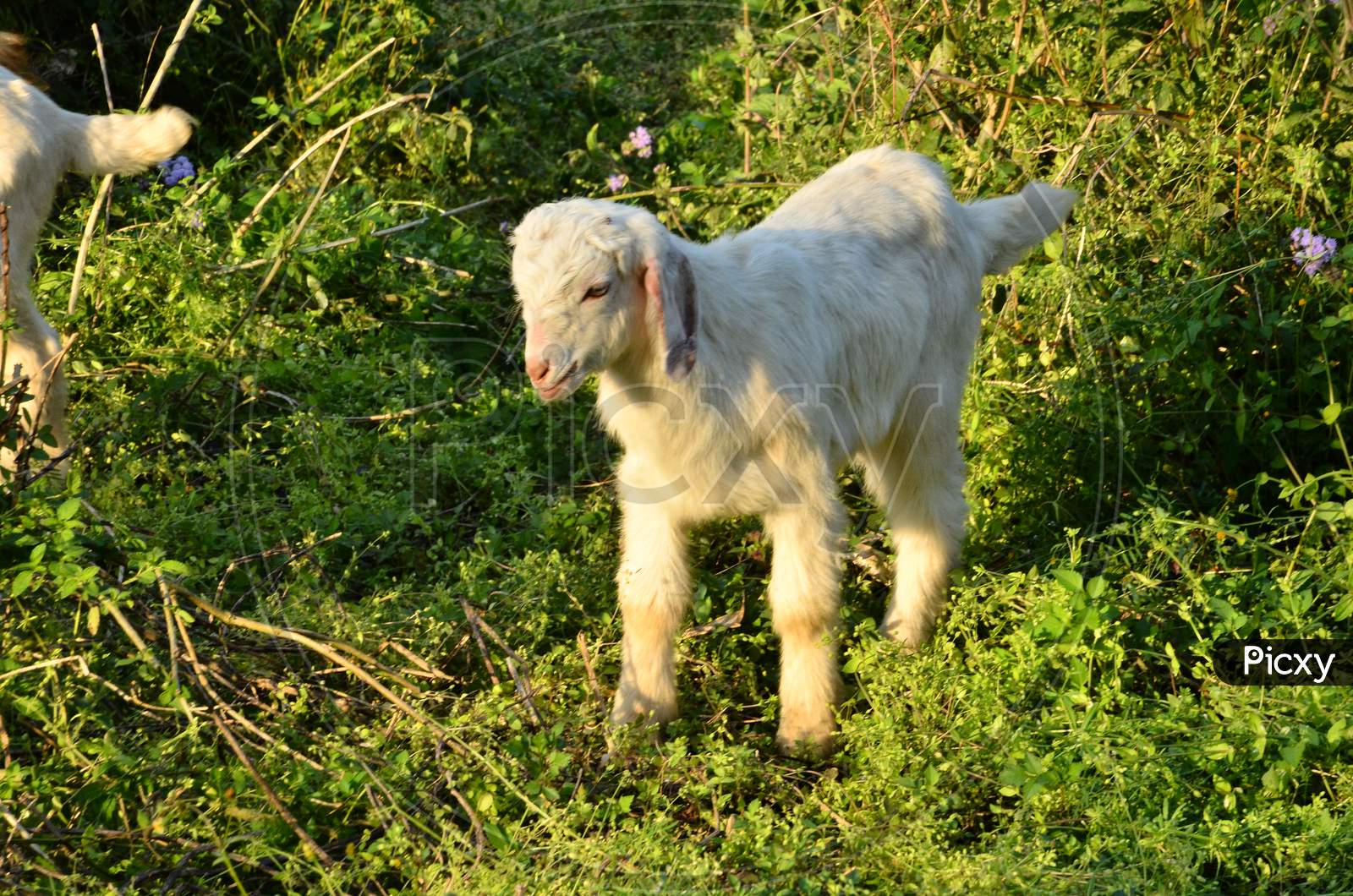 Goat in natural location Himachal Pradas, India