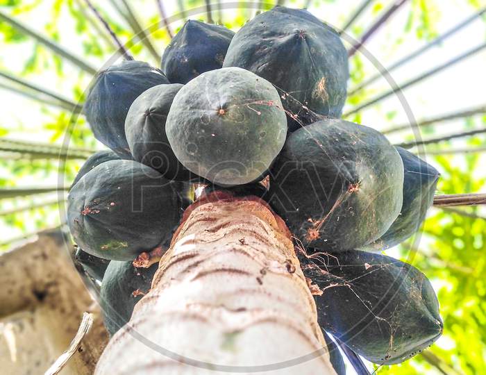 Beautiful papaya tree in India