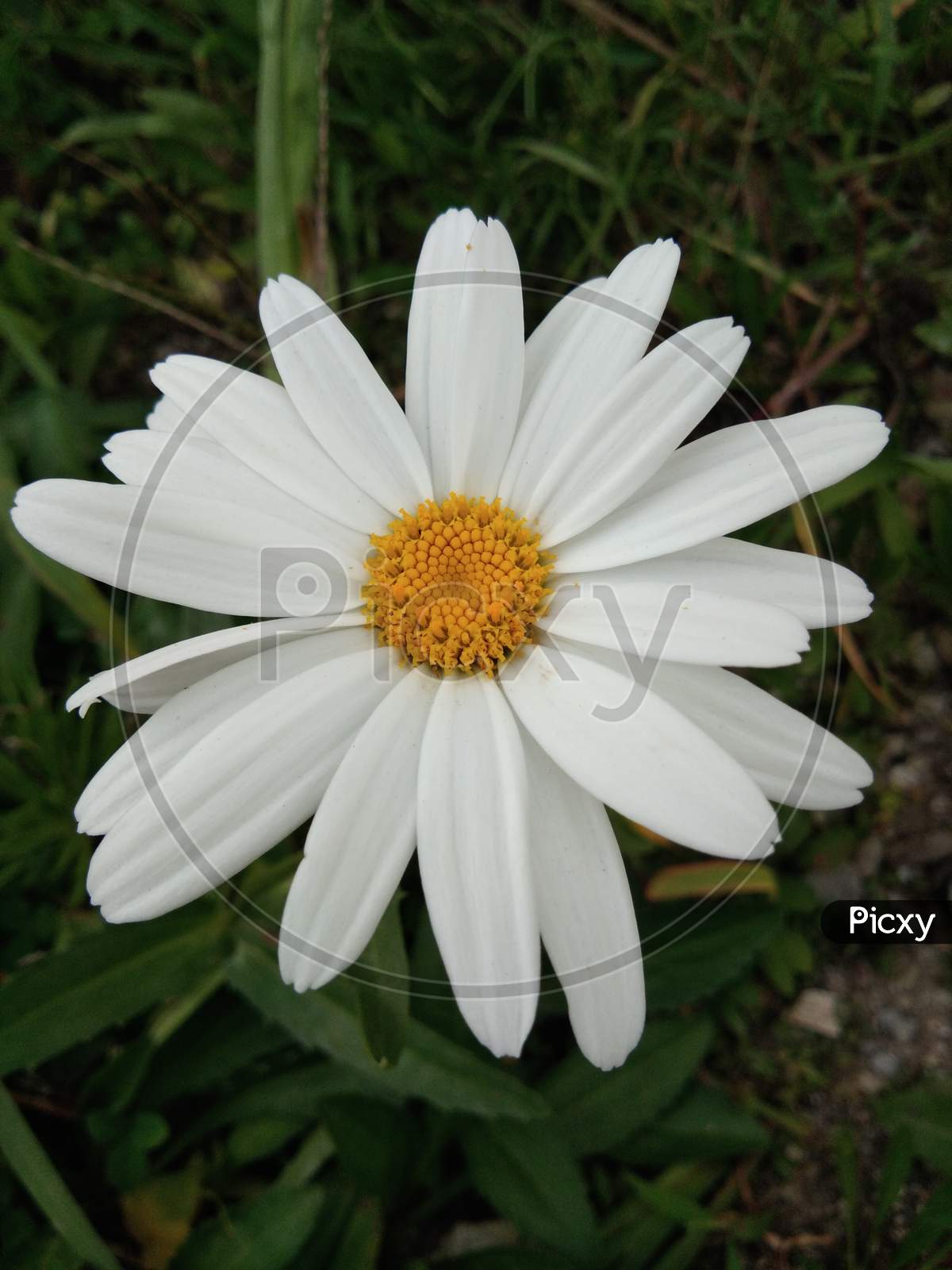 This is very beautiful white and yellow mix petal flower.