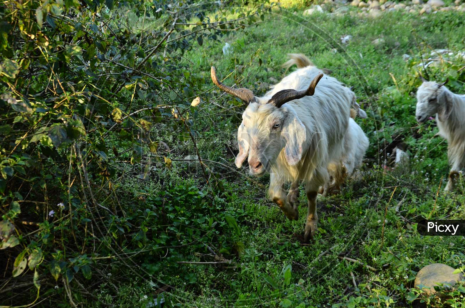 Goat in natural location Himachal Pradas, India