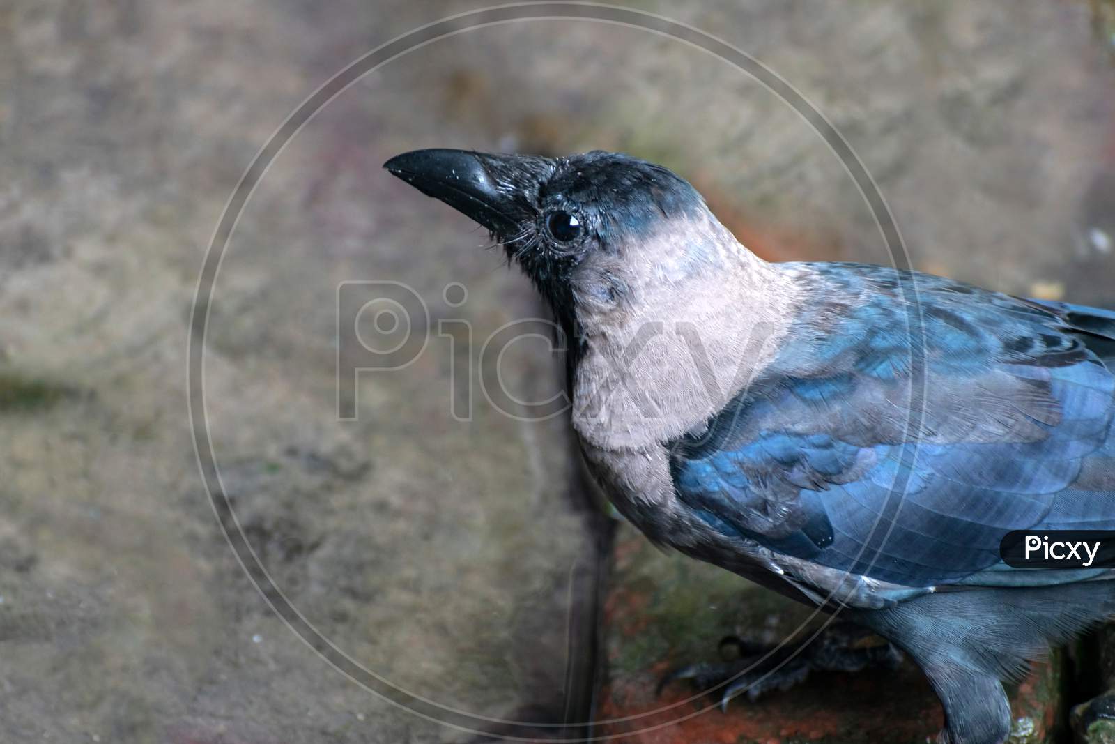 Close-up portrait of a raven bird isolated on blurred background