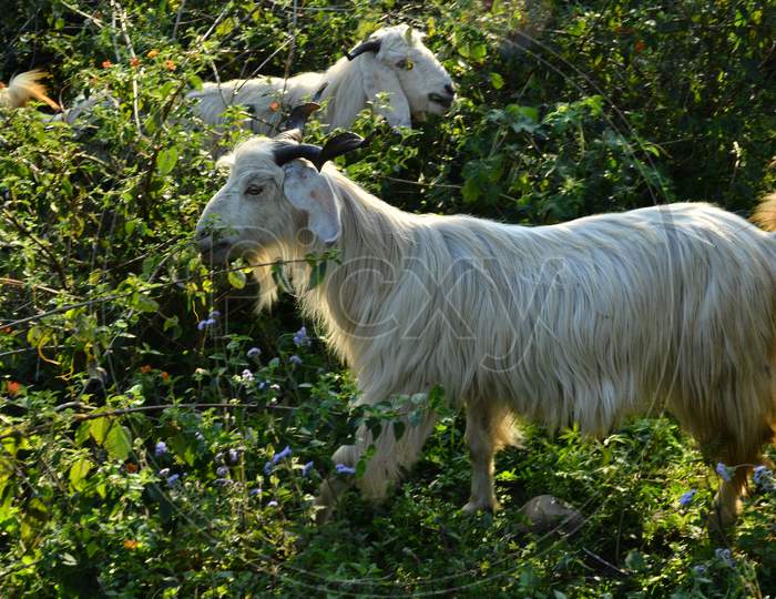 White Goat In Pathways of Agricultural Fields In Rural Indian Villages