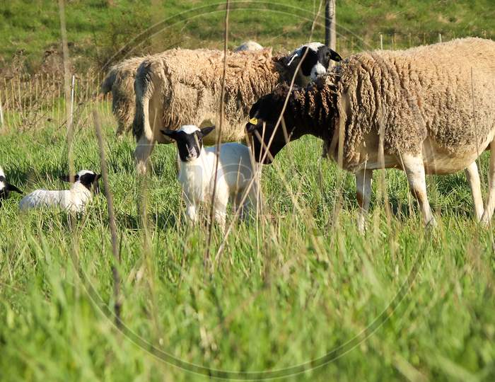White Lamb With A Black Face Standing In A Group Of Sheep, Mostly Ewes, In A Field In Germany.