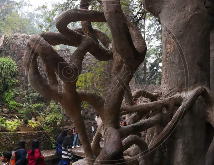 A Tree Trunk At Rock Garden, Uttar Marg, Rock Garden Of Chandigarh, Sector 1, Chandigarh