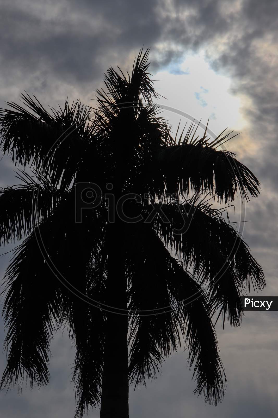 Coconut Tree In Silhouette With Blue Sky In The Background At Pinjore Garden At Ambala-Shimla Highway, Pinjore, Chandigarh, Haryana