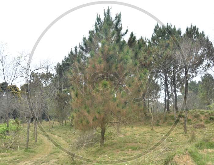 Single Pine Tree in Forest of Himachal Pradesh India 
