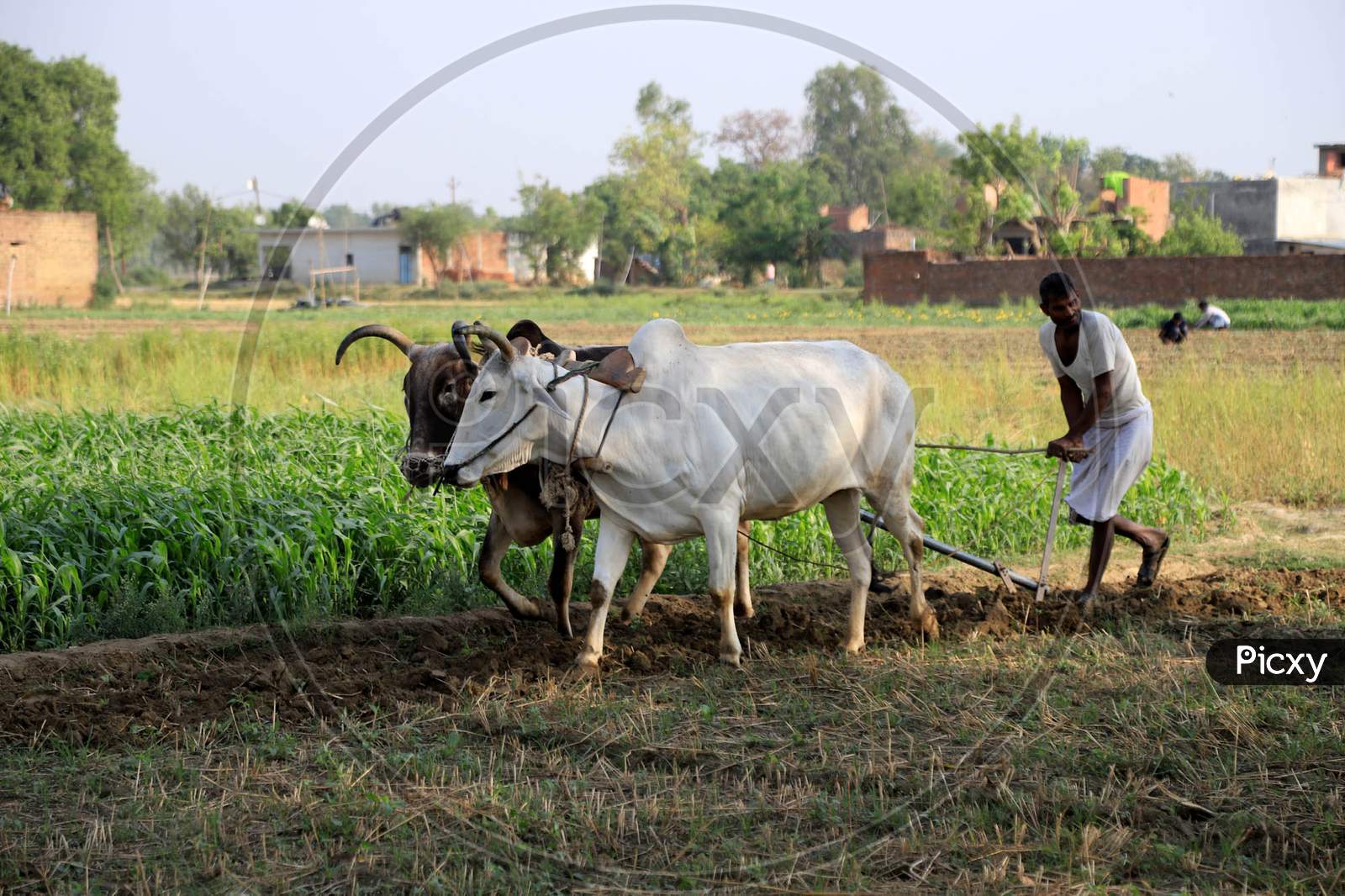 An Indian Farmer Ploughing His Field with Bullocks During Lockdown Time For Corona Virus ( COVID-19) Pandemic in Prayagraj.April 21,2020