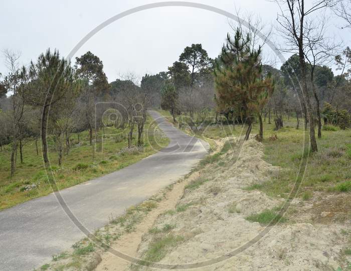 Empty Road in Jungle of Himachal Pradesh India