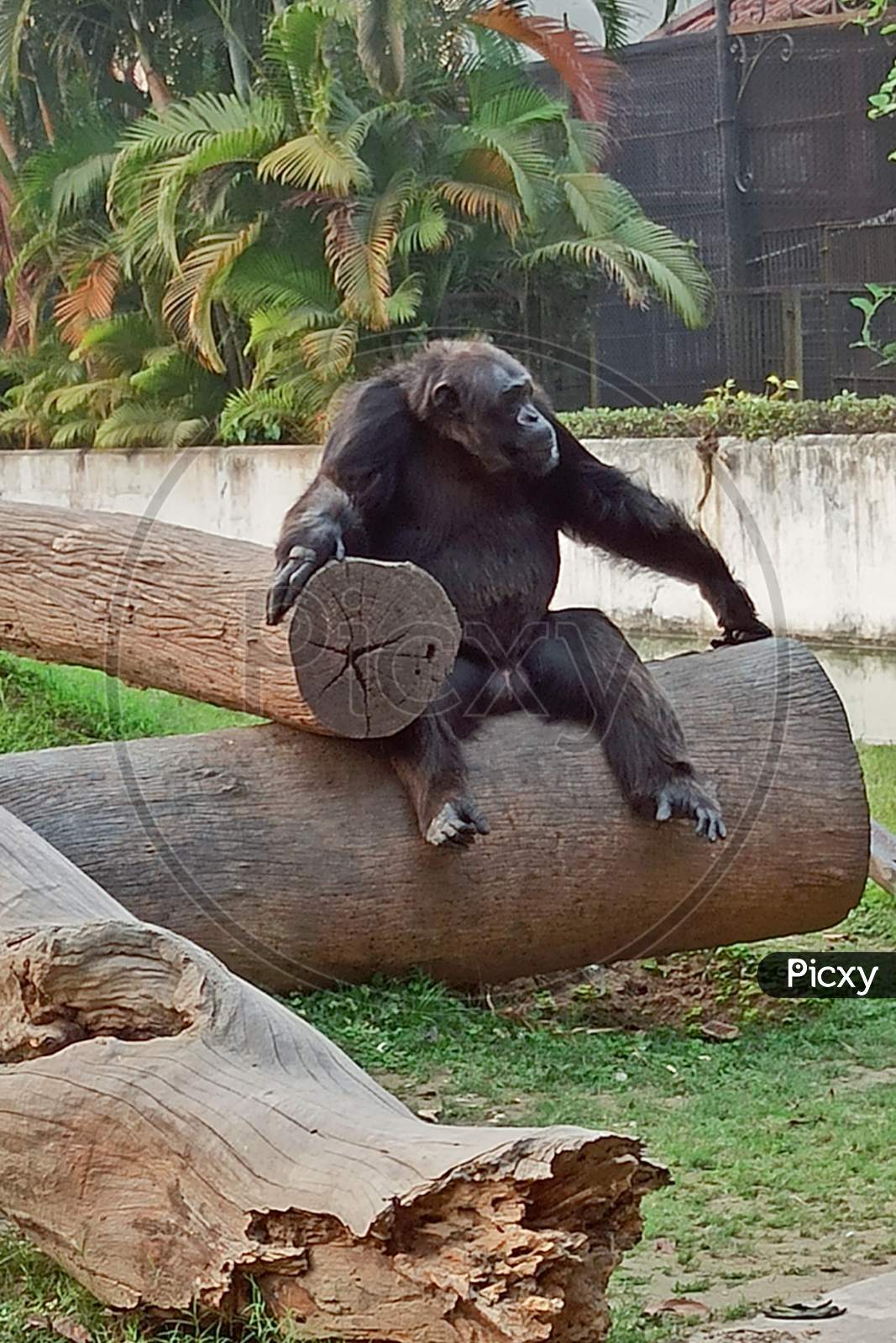 A male chimpanzee (Pan troglodytes) resting on a wooden trunk