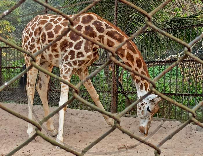 A giraffe is wandering around the zoo which is covered by wire mesh