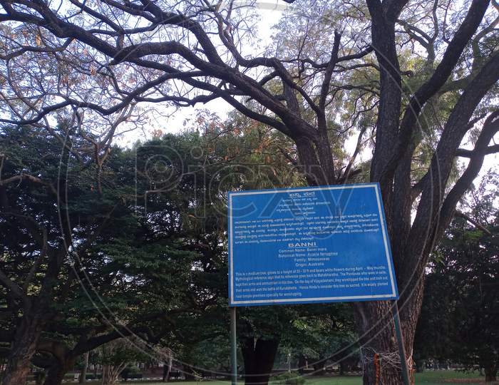 Lalbagh   botanical garden has variety of trees one of them is Banni mara.