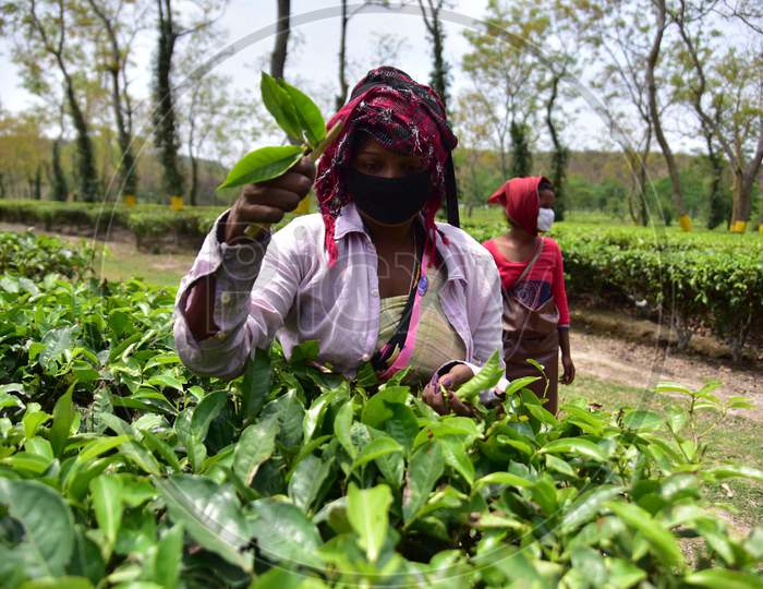 Tea Plantation Worker Wearing Mask As They  Pick Leaves  During A Nationwide Lockdown In The Wake Of Corona virus(COVID-19) Pandemic At  Nonoi Tea Estate  In Nagaon District Of Assam On April 21,2020.