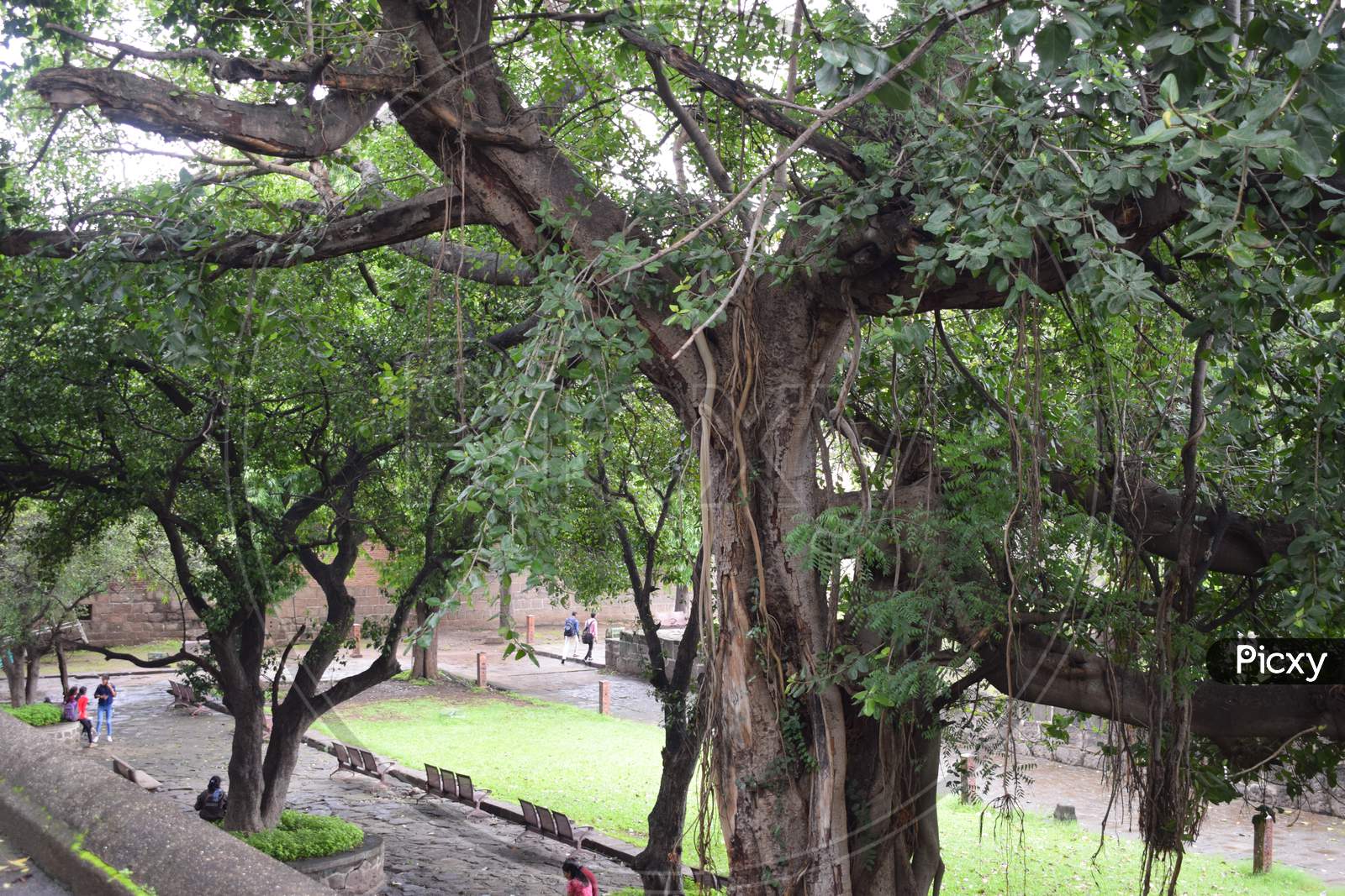 A big green tree in shaniwarwada