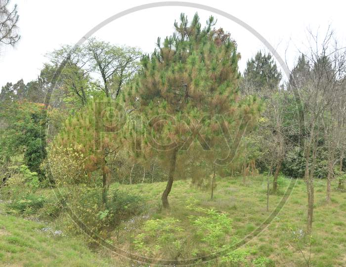 Pine Tree in Jungle of Himachal Pradesh India 