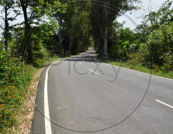 Empty Road in Jungle of Himachal Pradesh India