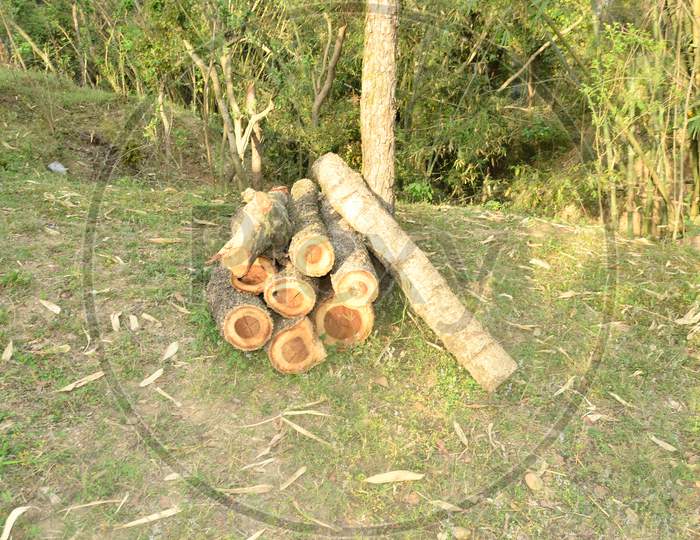 Woods Cuting Process in Forest Himachal Pradesh India