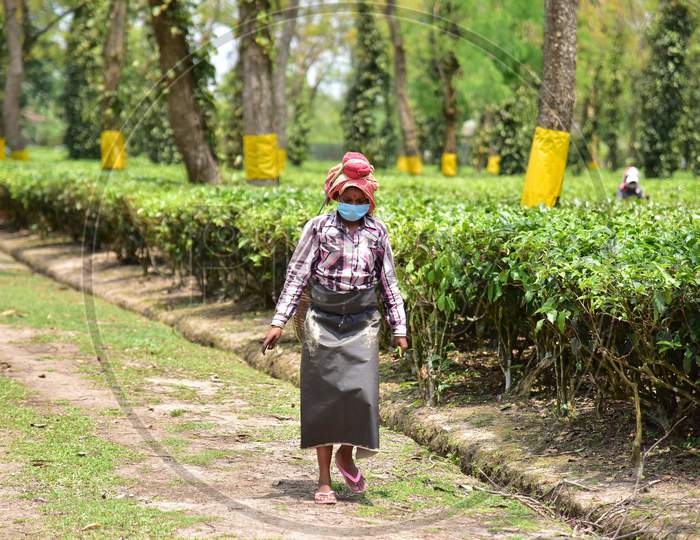 Tea Garden Workers Wearing Mask  During A Nationwide Lockdown In The Wake Of Corona virus ( COVID-19) Pandemic At  Nonoi Tea Estate  In Nagaon District Of Assam On April 21,2020.