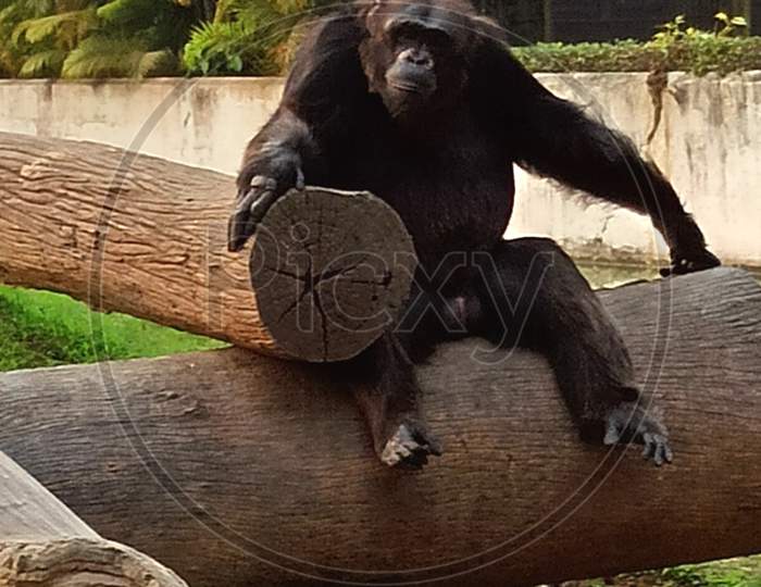 A male chimpanzee (Pan troglodytes) resting on a wooden trunk