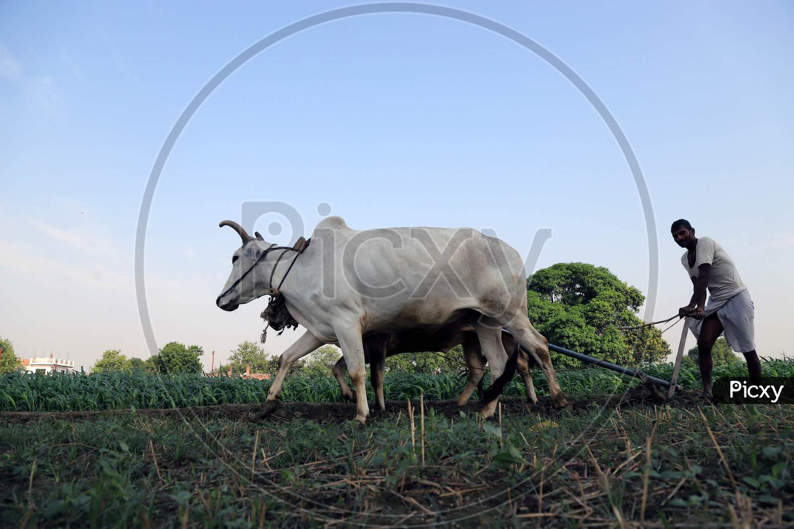 An Indian Farmer Ploughing His Field with Bullocks During Lockdown Time For Corona Virus ( COVID-19) Pandemic in Prayagraj.April 21,2020