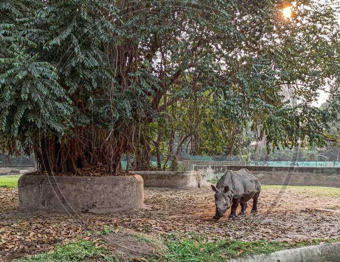 A black rhinoceros is roaming under a large tree inside the zoo