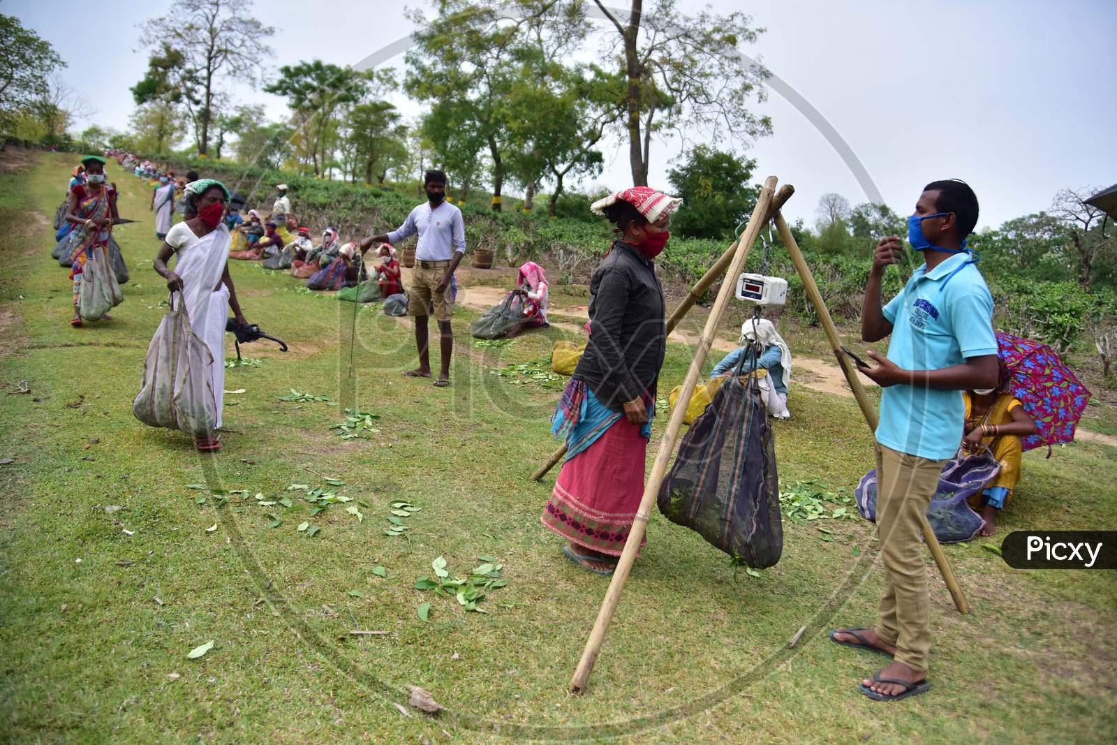 Tea Garden Workers Wearing Mask As They  Maintain Social Distance  To Weigh Tea Leaves After Plucking Them During Lockdown For Corona Virus (COVID-19) Pandemic  At  Nonoi Tea Estate In Nagaon District Of Assam On April 21,2020.