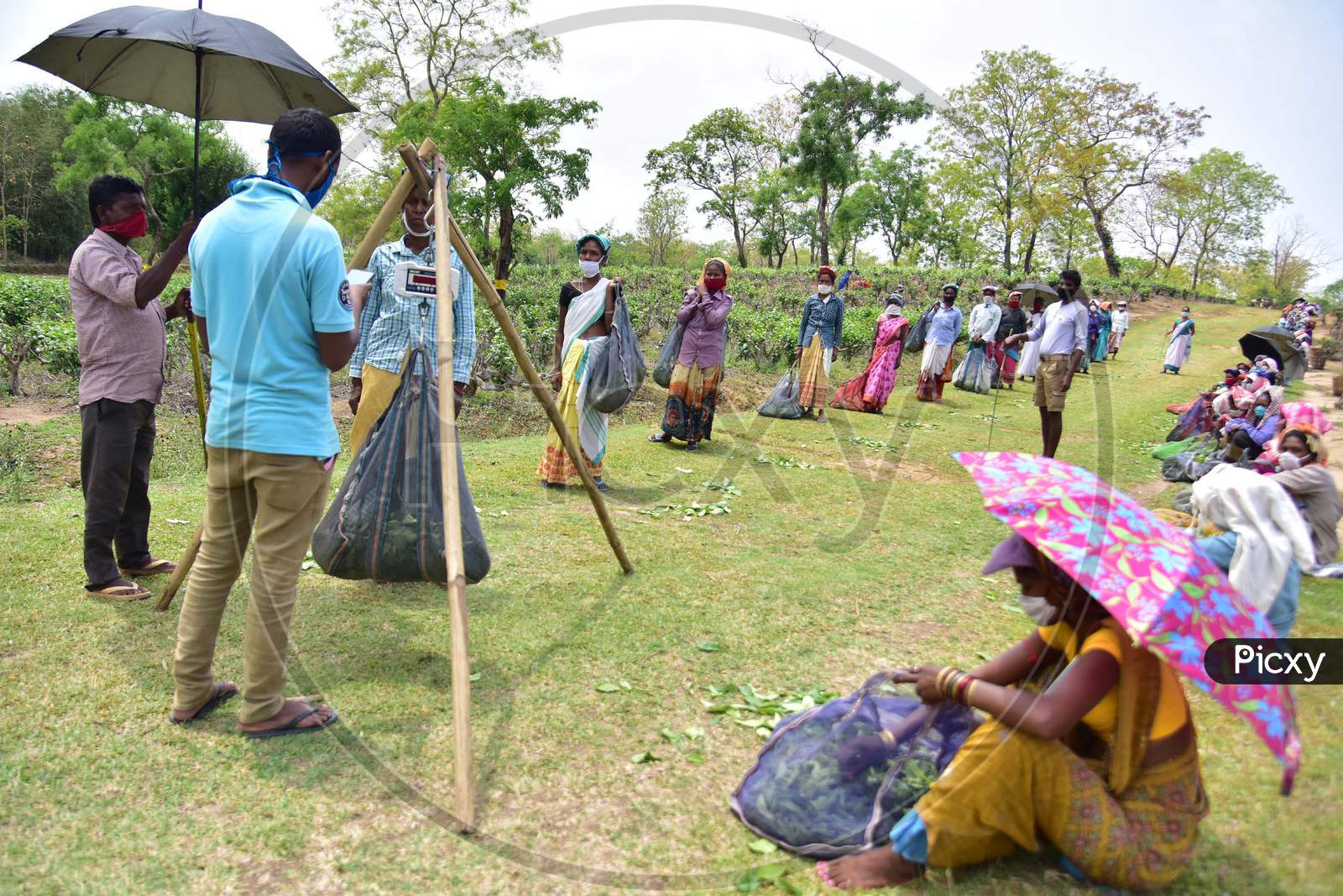 Tea Garden Workers Wearing Mask As They  Maintain Social Distance  To Weigh Tea Leaves After Plucking Them During Lockdown For Corona Virus (COVID-19) Pandemic  At  Nonoi Tea Estate In Nagaon District Of Assam On April 21,2020.