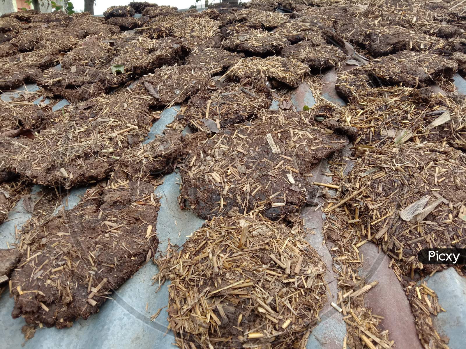 dung cakes production in an indian village.