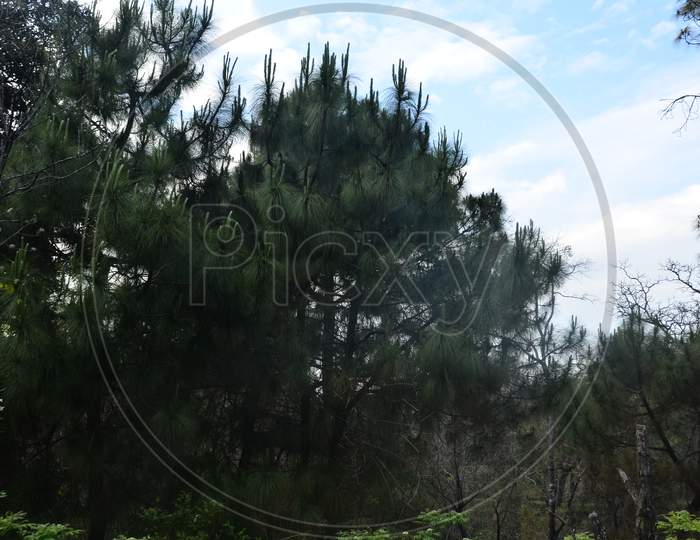 Pine Tree Top with Blue Sky in Jungle of Himachal Pradesh India