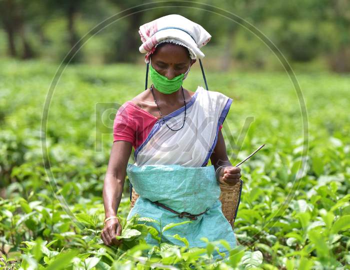 Tea Plantation Worker Wearing Mask As They  Pick Leaves  During A Nationwide Lockdown In The Wake Of Corona virus(COVID-19) Pandemic At  Nonoi Tea Estate  In Nagaon District Of Assam On April 21,2020.
