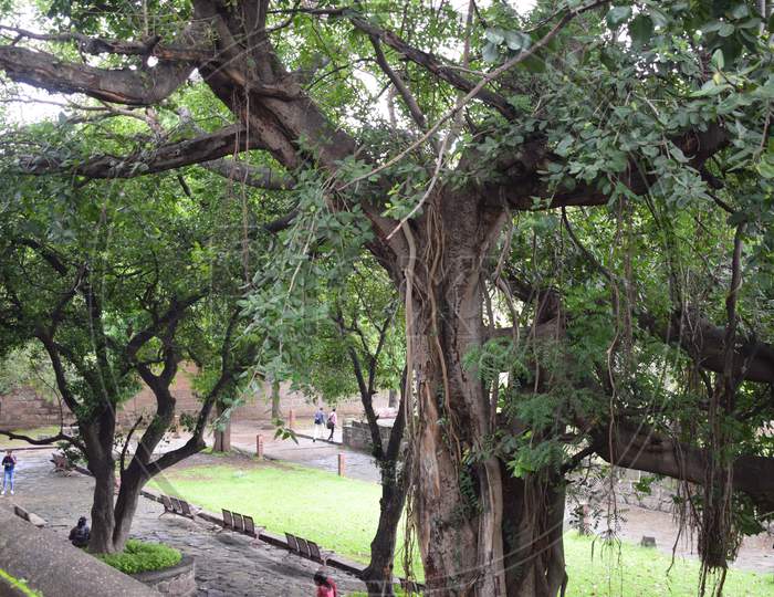 A big green tree in shaniwarwada