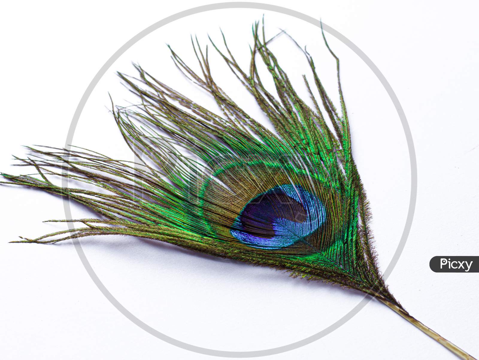 Peacock feather isolated images with white background.