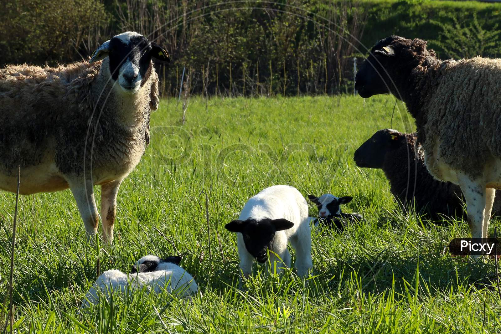 Lamb Surrounded By Sheep In The Grass On A Spring Day In Germany.