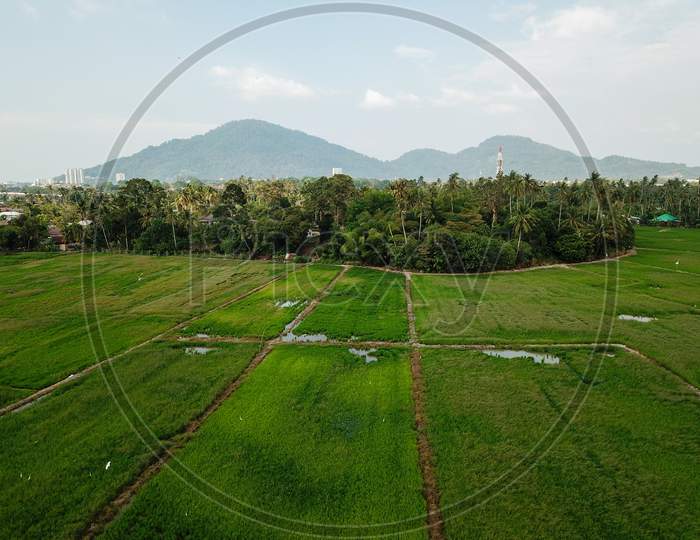 Aerial View Green Scenery At Paddy Field.
