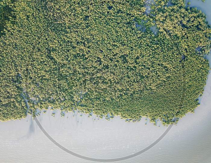 Aerial Mangrove Forest In Evening.