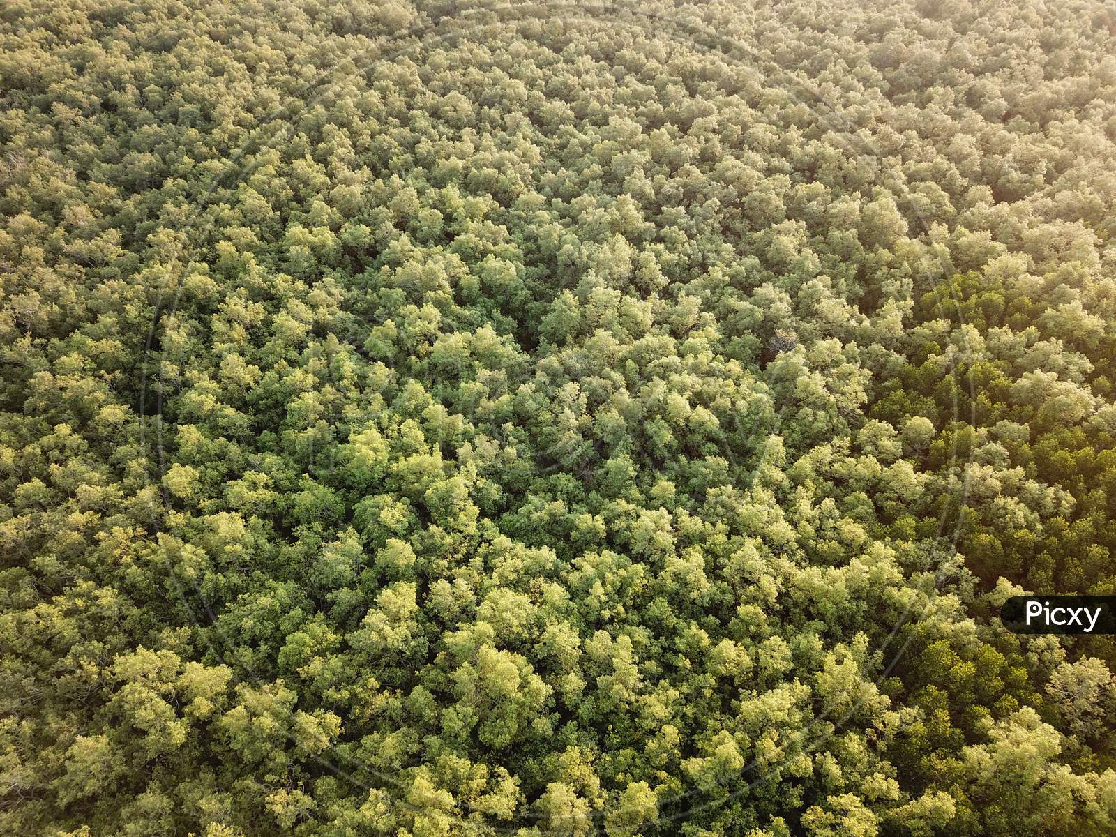 Aerial View Mangrove Swamp Forest.