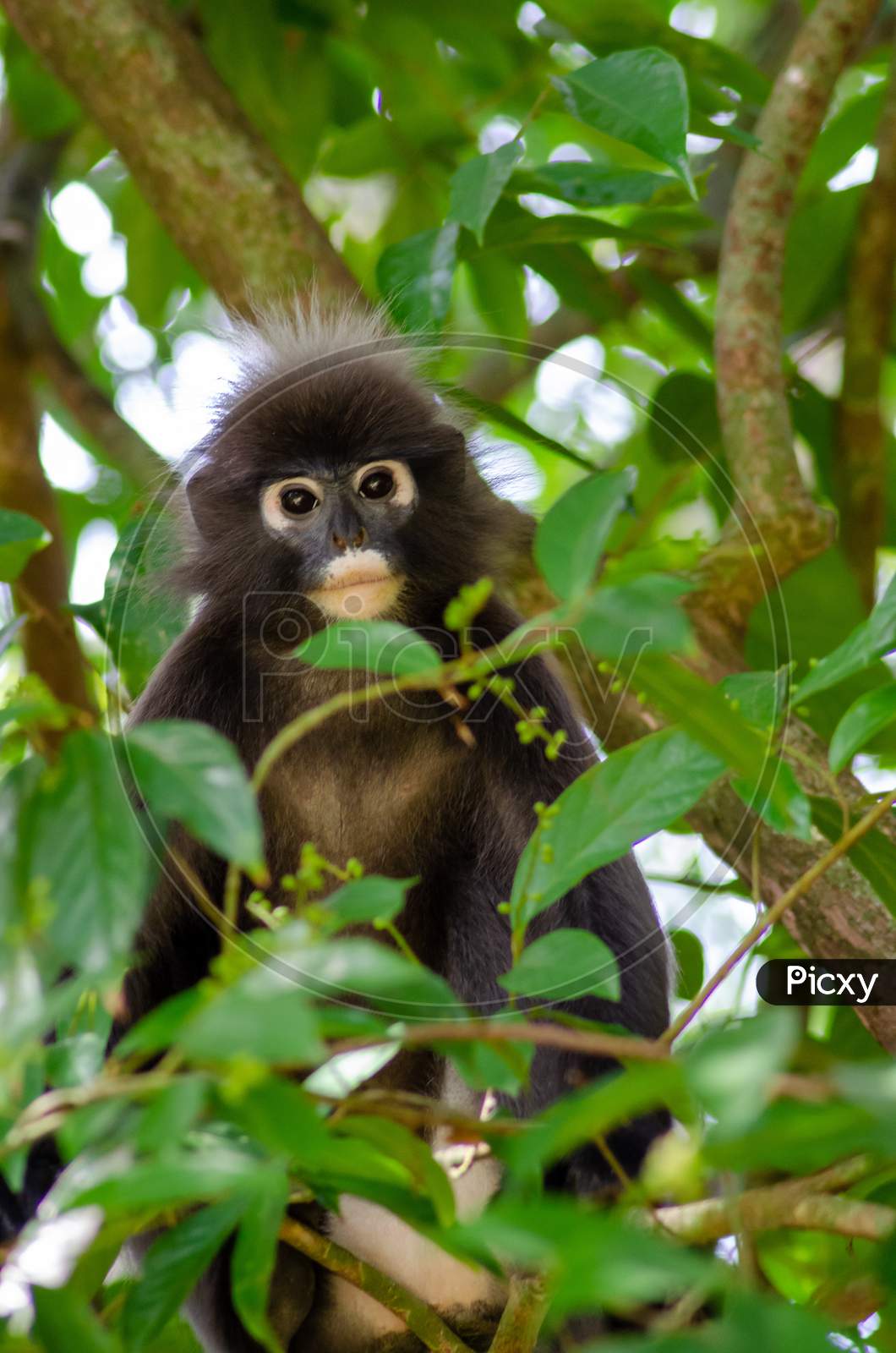 Dusky Leaf Monkey On Tree At Penang Forest.